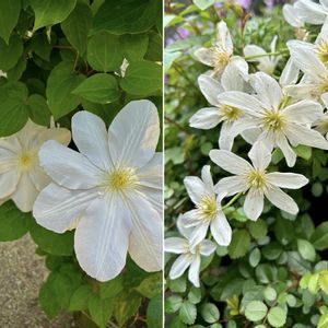 クレマチス,クレマチス ピクシー,クレマチス　ラヌギノーサ,つる性植物,白い花の画像