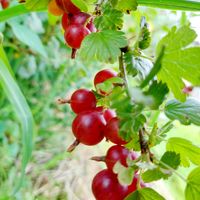 スグリ,キュンキュン乙女倶楽部,岩手県,雲仲間,妄想倶楽部の画像
