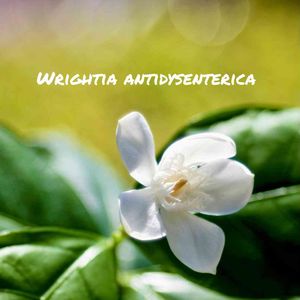 Wrightia antidysenterica,グリーンファーム,玉ボケ倶楽部,窓辺の画像