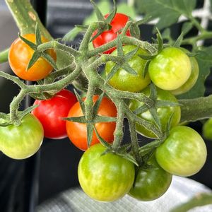 ミニトマト 千果,初収穫,美味しかった,ベランダ菜園,家庭菜園初心者の画像