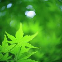 モミジ,カメラ好き☆,ぐるぐるボケ,俣野別邸庭園,canonの画像