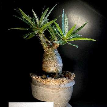 パキポディウム・グラキリス,珍奇植物,ビザールプランツ,ゴールド,癒しのひと時の画像