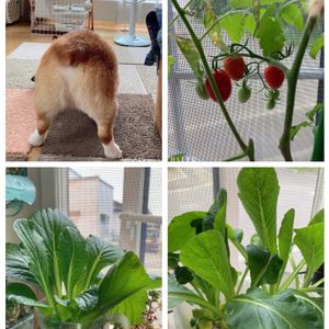 多肉植物,多肉初心者,多肉中毒,北海道,野菜 水耕栽培の画像