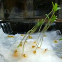 水耕栽培,無農薬野菜,再生野菜, ミニトマト,催芽処理の画像