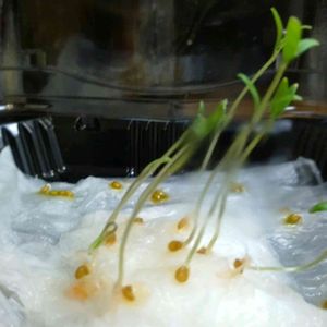 水耕栽培,無農薬野菜,再生野菜, ミニトマト,催芽処理の画像