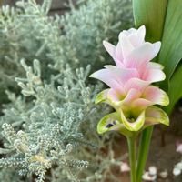 クルクマ,クルクマ チェリープリンセス,サントリナ,ピンクの花,球根植物の画像