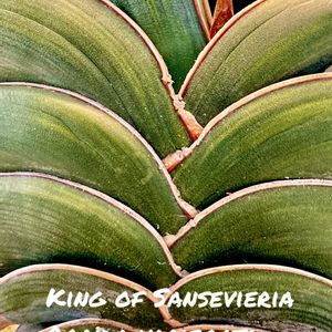 King of Sansevieria Rorida,King of Sansevieria Rorida variegata,カクタス広瀬,寝室の画像