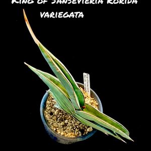 King of Sansevieria Rorida,King of Sansevieria Rorida variegata,カクタス広瀬,Usagi.c.l,寝室の画像
