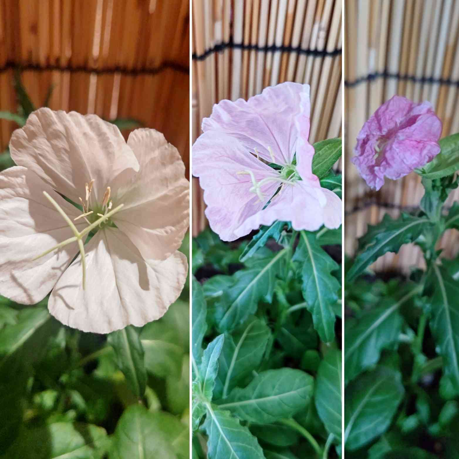 No.53 月見草(希少種•夜咲き白花)の観察記録📝｜🍀GreenSnap（グリーン