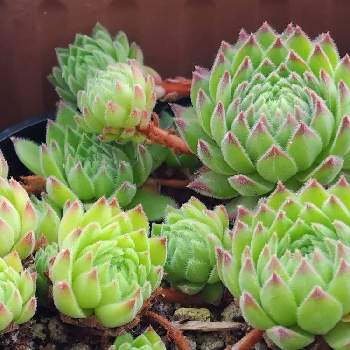 新到着 ⑦ Sempervivum クランベリーカクテル❣️ 植物/観葉植物 - www