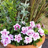 カレックス,寄せ植え,ガーデニング,カラーリーフの画像