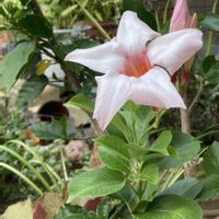 サンパラソル,サンパラソル ミルキーピンク,花のある暮らし,ピンクのお花,小さな幸せ♡の画像