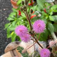 オジギソウ,オジギソウ,今日のお花,散歩道の花たち,お出かけ先の画像