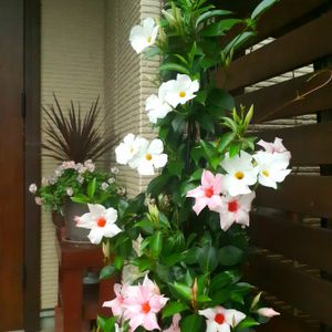 マンデビラ,つる性植物,庭の花,夏の花,花のある暮らしの画像