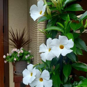 マンデビラ,つる性植物,庭の花,夏の花,花のある暮らしの画像