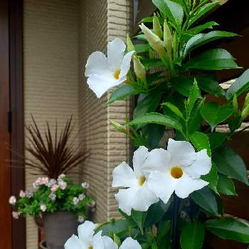 マンデビラ,つる性植物,庭の花,夏の花,花のある暮らしの画像