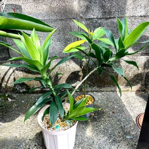 ドラセナ ソングオブジャマイカ,観葉植物,100均,ダイソー,グリーンの画像
