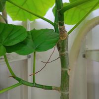 ウンベラータ,観葉植物,暑い！,猛暑, ウンベラータの画像