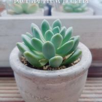 パキフィツム  フーケリー,パキフィツム属,フーケリー,多肉植物,ベランダの画像