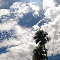 ヤシの木,幸せな時間,いつもの公園1️⃣,お出かけ先の画像