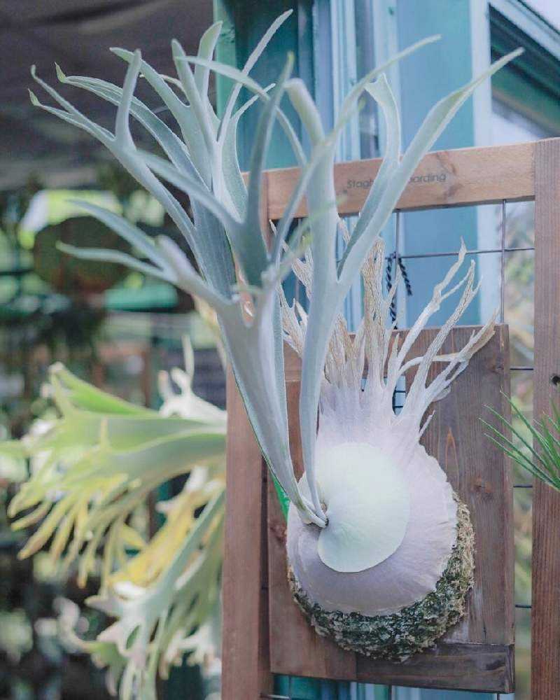 P. veitchii wild (pup) 成長記録 2025.12.10｜🍀GreenSnap（グリーン