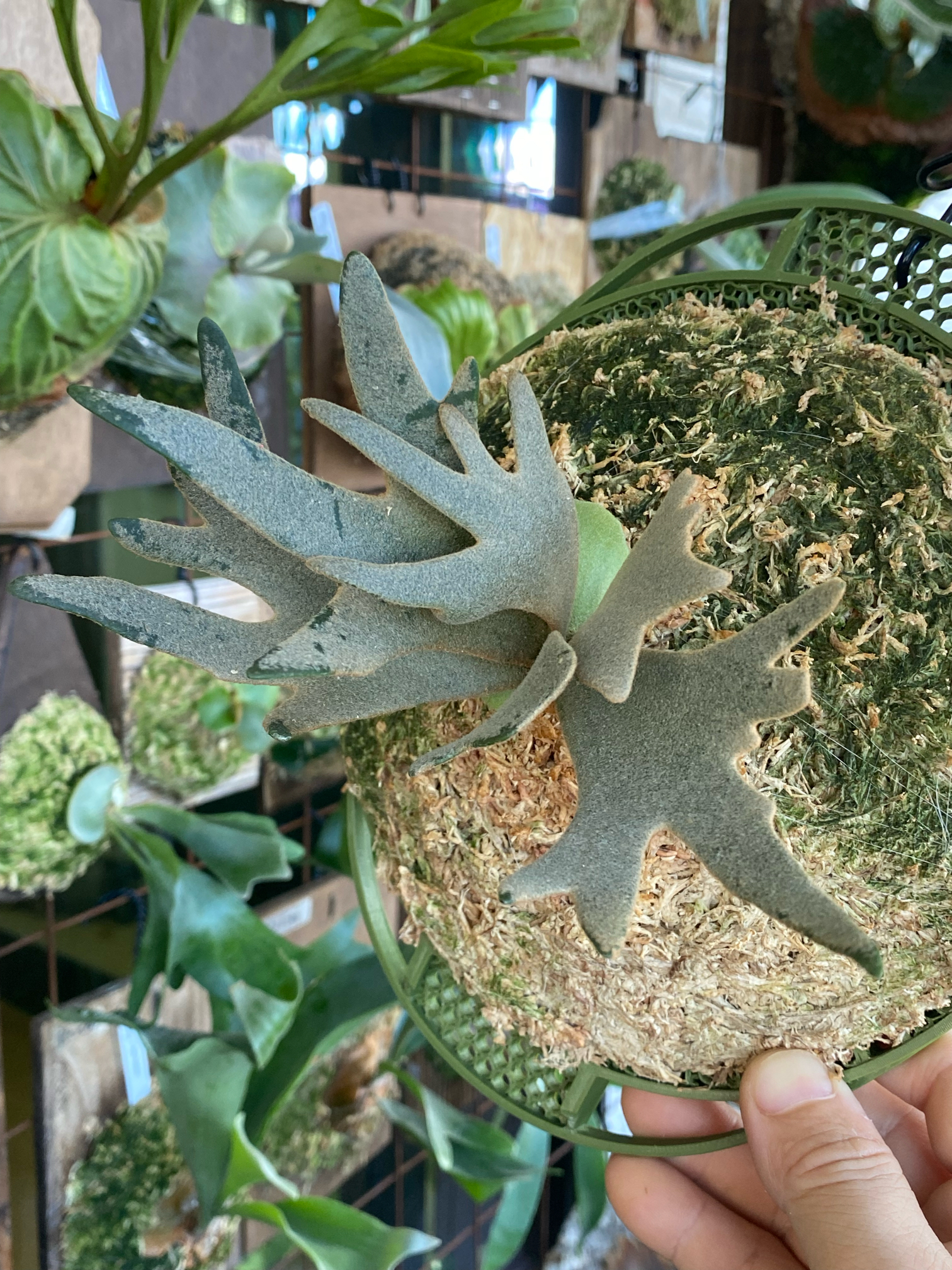 P.willinckii ’Jade Girl' spore株