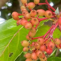 サンゴジュ,花壇,ガーデニング,山野草,樹木の画像