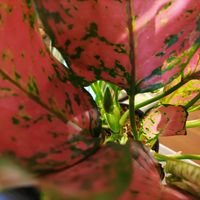 アグラオネマ,アグラオネマ・レディバレンタイン,観葉植物,熱帯植物,アグラオネマ属の画像