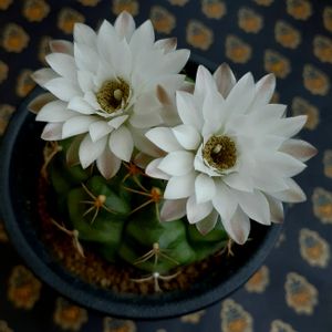 ギムノカリキウム属・麗蛇丸,多肉植物,可愛い,サボテンの花,ギムノカリキウム属の画像
