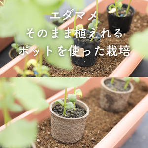 エダマメ,ガーデニング,植物のある暮らし,肥料,プランター栽培の画像