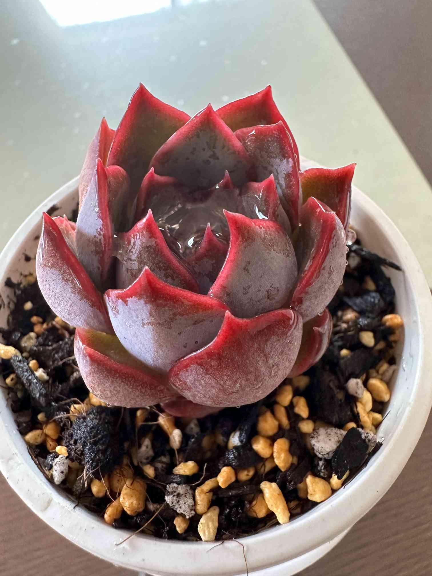 毒りんごの一覧｜🍀GreenSnap（グリーンスナップ）