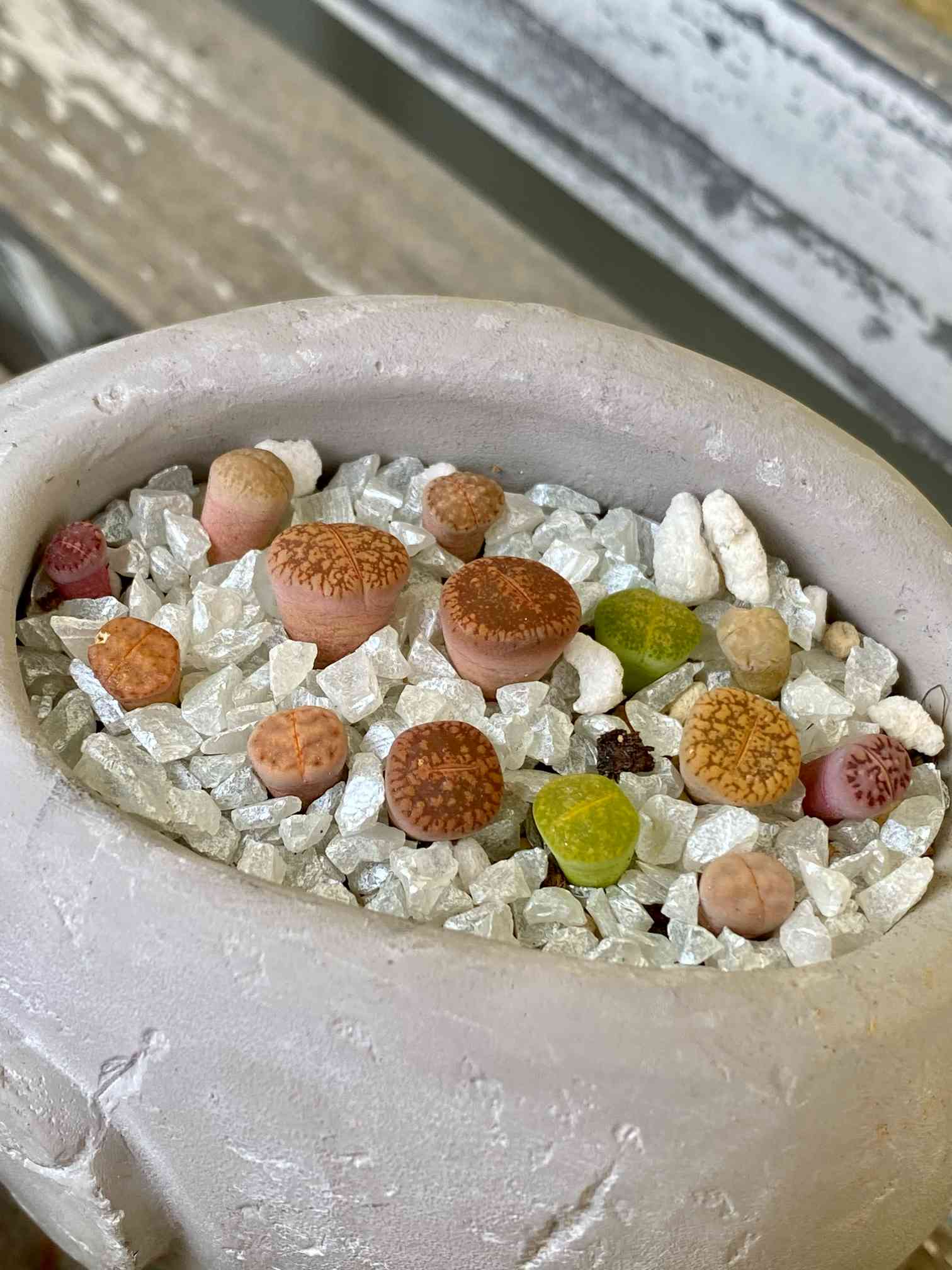 ロドス 生写真 3am post