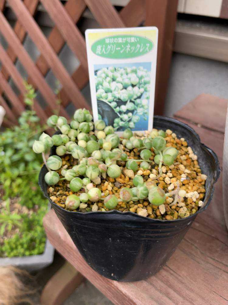 【70％OFF】 斑入りグリーンネックレス成長記録｜🍀GreenSnap（グリーン エケベリア・セダム