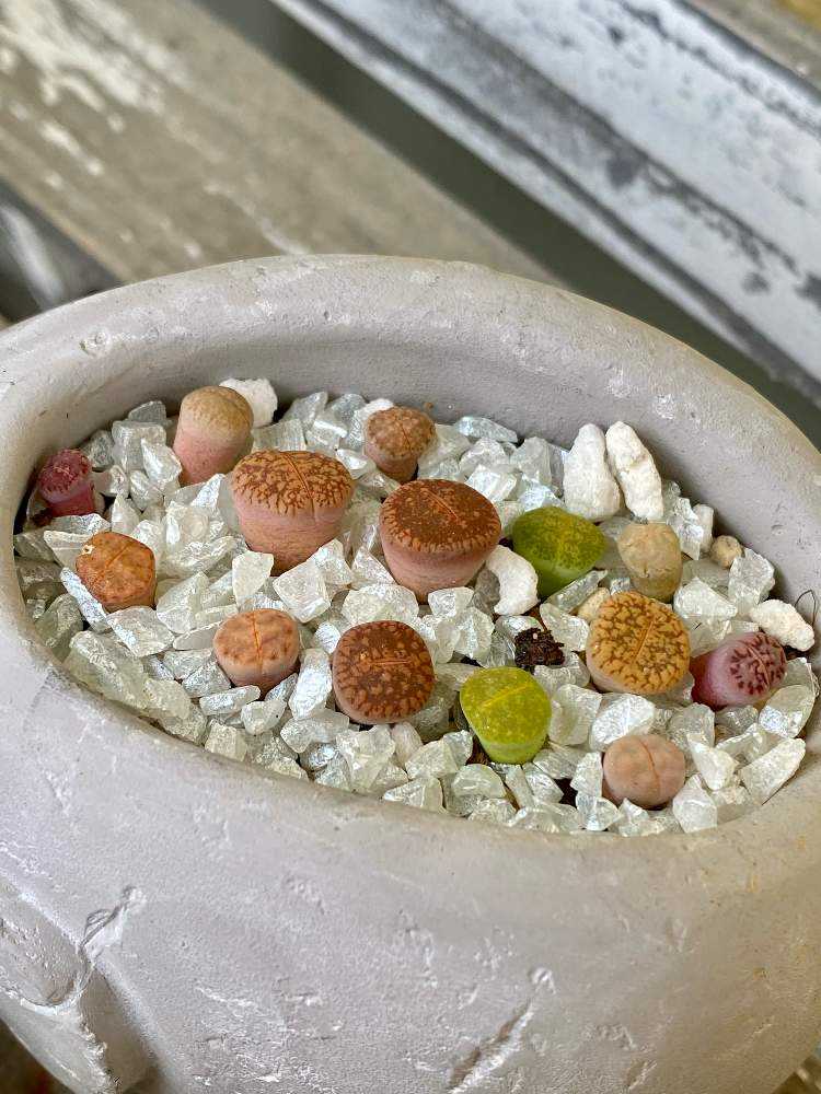 1689893416788_thum_969340_phot