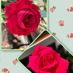 薔薇クリスチャンディオール,開花,復活,癒される,今年初の画像