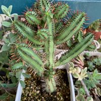 紅彩閣,多肉植物,バルコニー/ベランダの画像