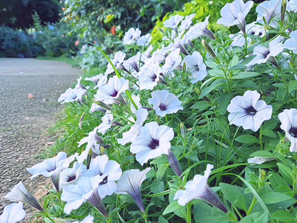 エリィさんの港の見える丘公園への投稿