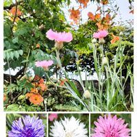 矢車菊,ノウゼンカズラ,小さな庭の画像