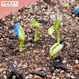 つるなしインゲン,植物のある暮らし,肥料,プランター栽培,ベランダ菜園の画像