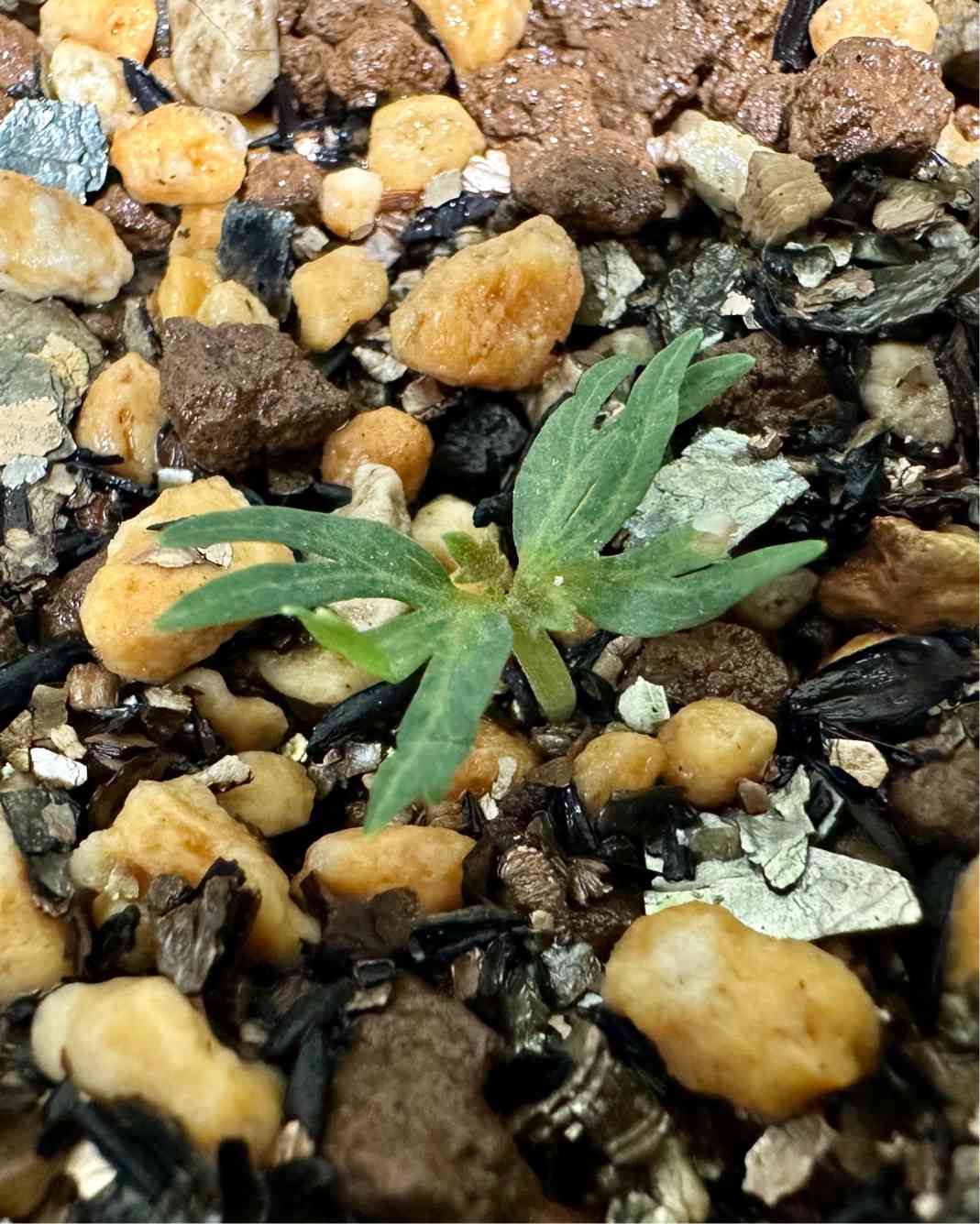 ボスウェリア　サクラ　多分岐 ボスウェリア・サクラの実生記録(2023.7.12〜)｜きりん