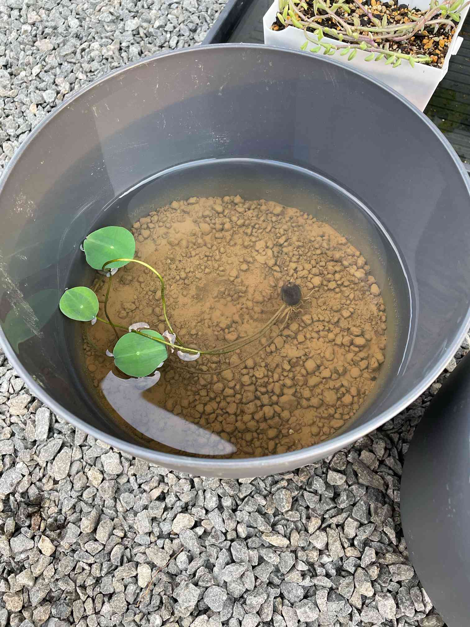 ♫ハスの育て方♫ 種から蓮(ハス)を育てましょう！｜🍀