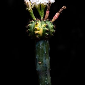 サボテンの花,ギムノカリキウム属,珍奇植物,多肉・サボテン, サボテンの画像