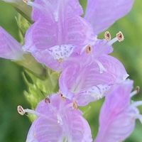 ハナトラノオ,花壇,ガーデニング,山野草,シソ科の画像