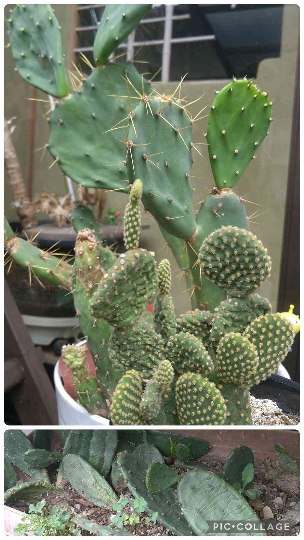 みの様確認用です！大型宝剣！宜しくお願い致します！ 大型宝剣の一覧｜🍀GreenSnap（グリーンスナップ）