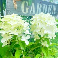 ノリウツギ,可愛い,白い花,お庭のお花,❤️癒されての画像