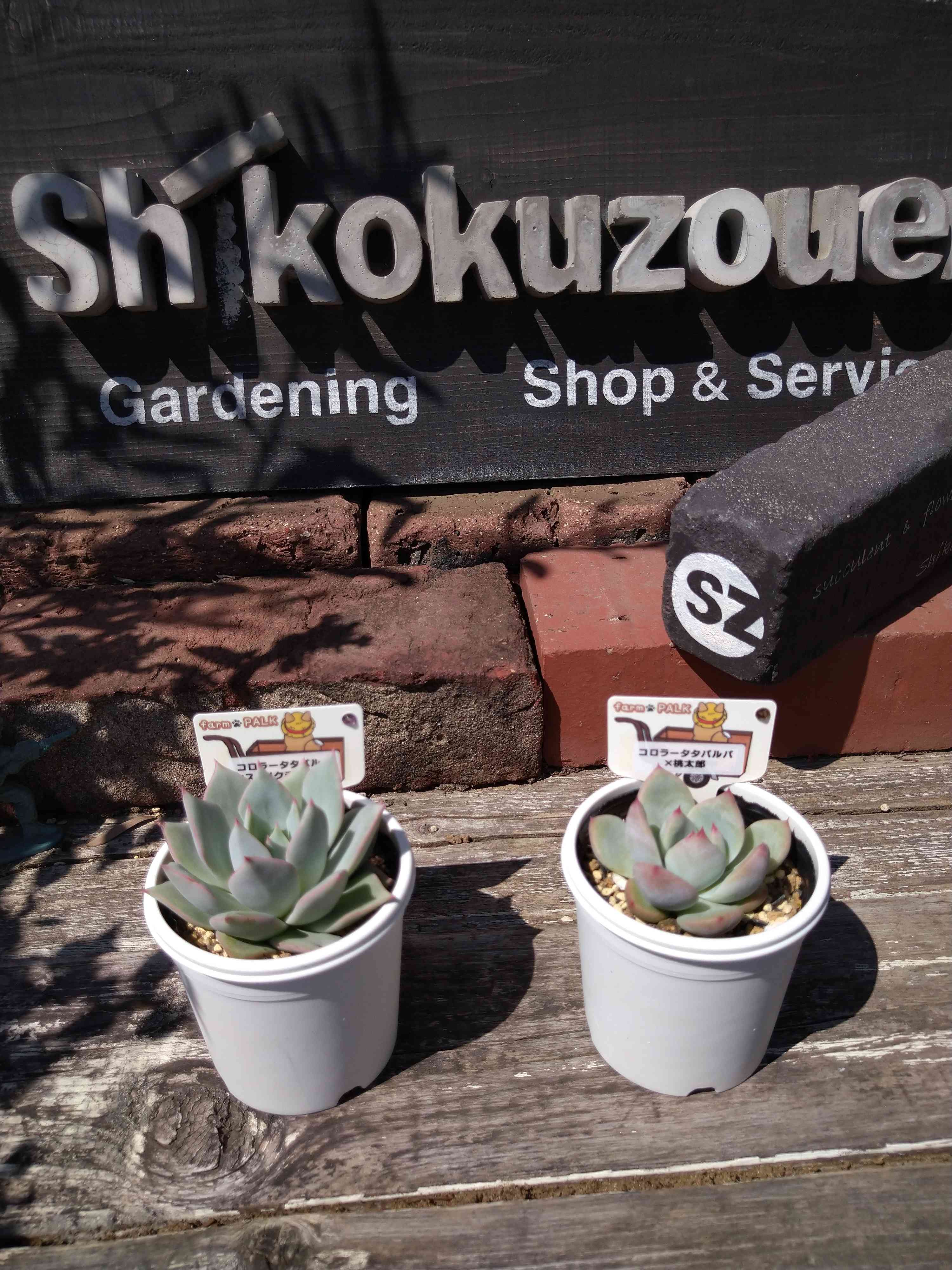 パル苗 コロラータタパルパ✖桃太郎 コロラータタパルパ✖ストリクチ