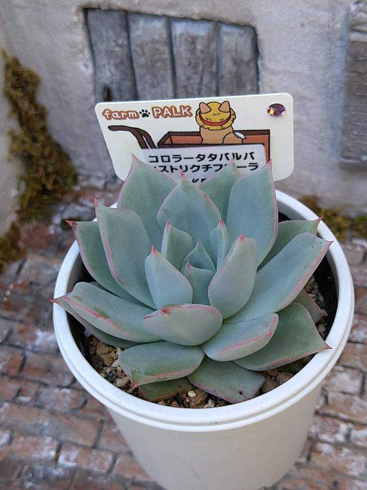 専用♥️大苗♥️コロラータ✨ チワワエンシスイェコラ×25コロラータ