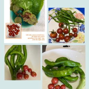 水耕栽培,種から,野菜 水耕栽培,野菜の収穫,無農薬野菜の画像