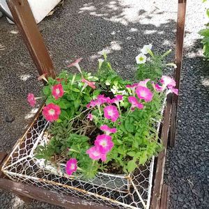 手作りの庭,手作り雑貨,好きなお花,お花を楽しむ,お花のある暮らしの画像