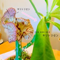 ユーフォルビア マハラジャ,クィーンマハラジャ,ユーフォルビア キリン角,ユーフォルビア・ラクテア,ボタニカルの画像